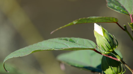 Close up of a white flower bud and leaves. 