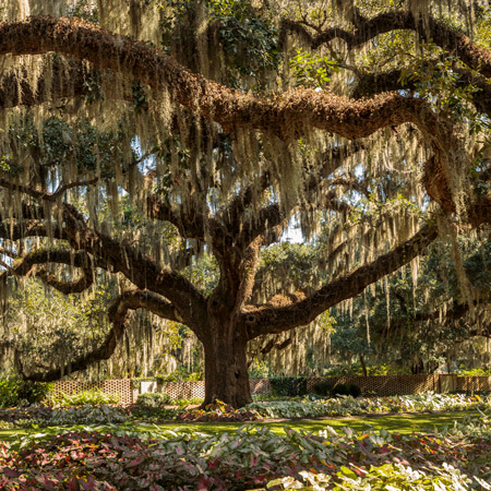 Beautiful live oak tree with Spanish moss hanging off the branches surrounded by lush plants and a brick fence. 