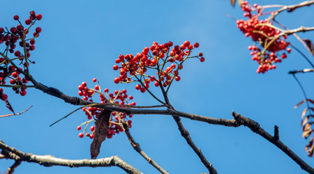 Red berries on a tree branch. 
