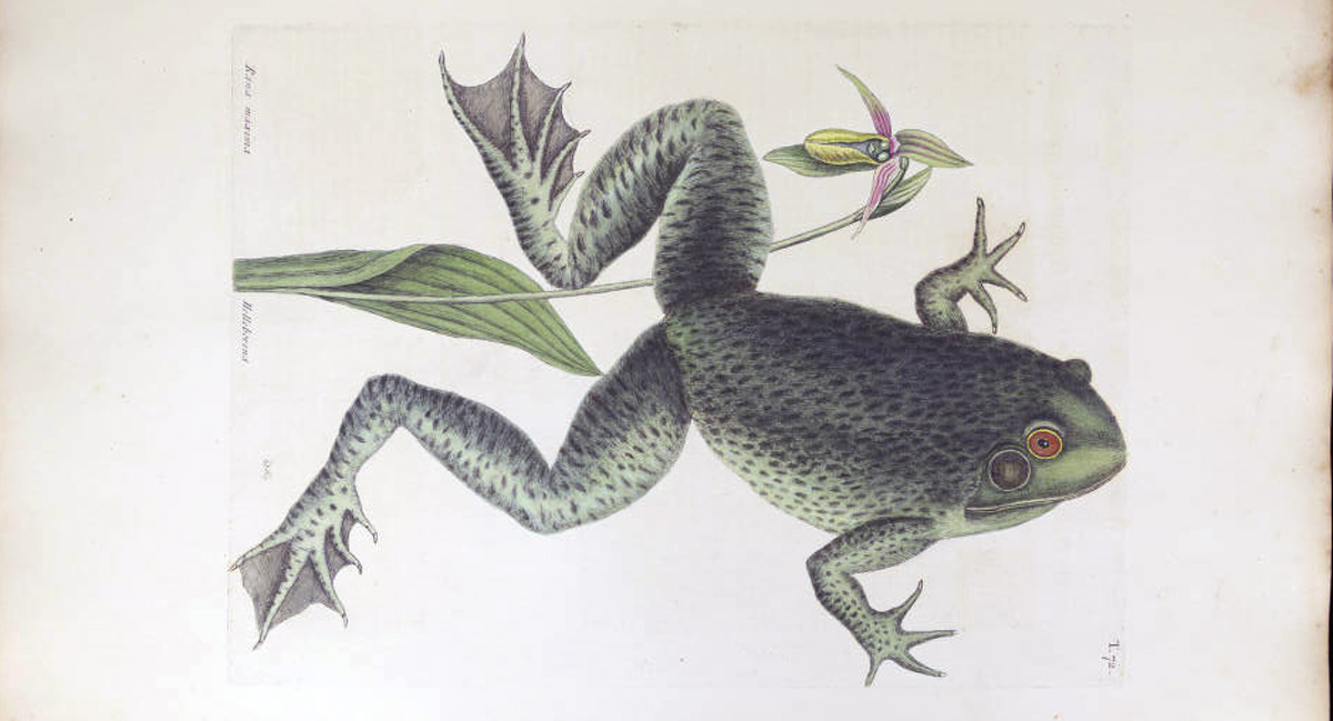 bullfrog and lady's slipper orchid drawing by Mark Catesby
