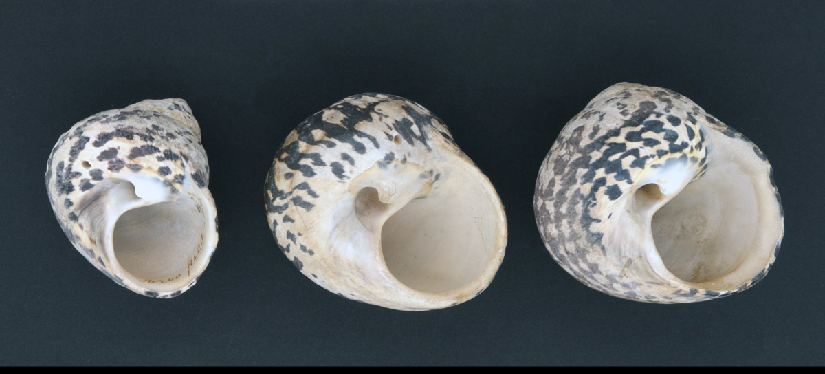 photo of three hermit crab buttonwood shells