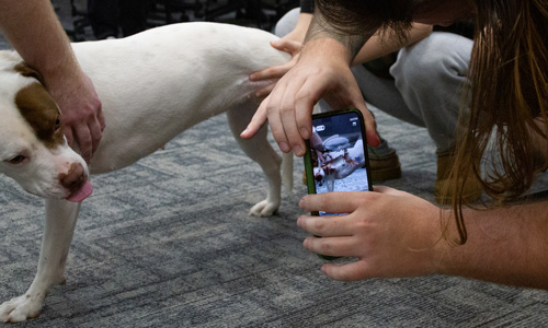 A dog gets a scan done of his leg.