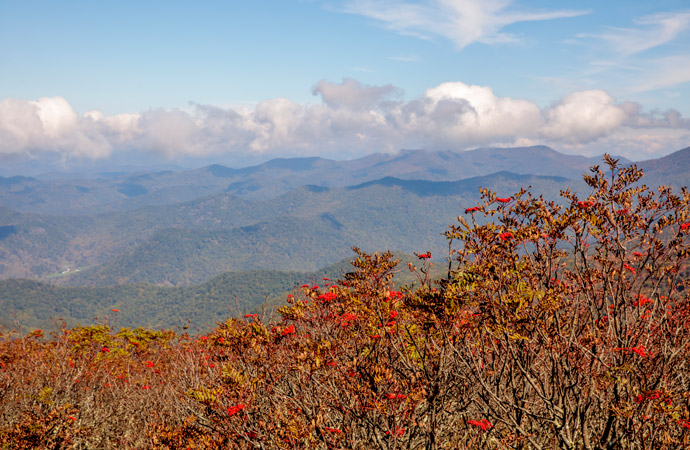 Berry bushes in the foreground with the Blue Ridge Mountains in the background.