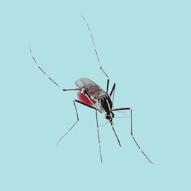 illustration of a mosquito