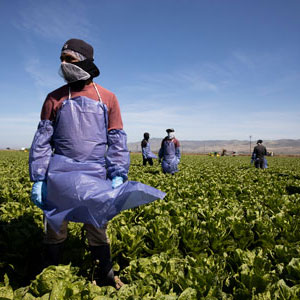 farm worker in a field wearing a mask and apron