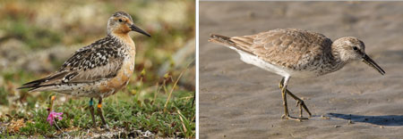side by side photo of brown, reddish birds on shoreline and filed