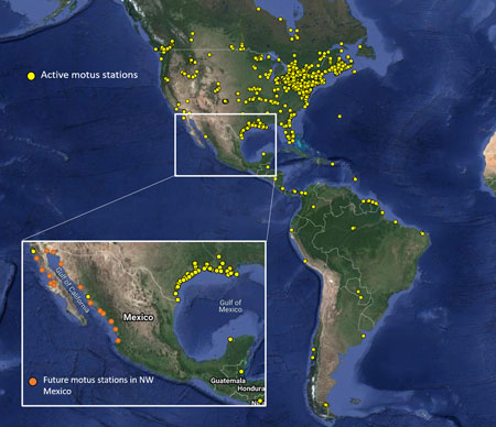 map of north and south america with yellow dots showing the location of Motus bird tracking stations