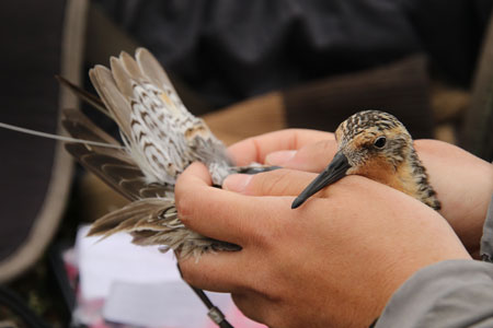 human hands holding a brown speckled bird with transmitter