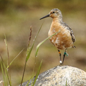 reddish brown bird (Red Knot) stands on a rock