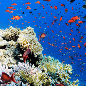 coral reef with fish