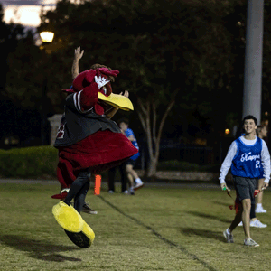 Cocky jumps as a team plays powderpuff. 