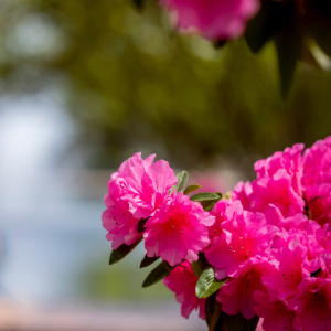 Flowers on the USC campus.