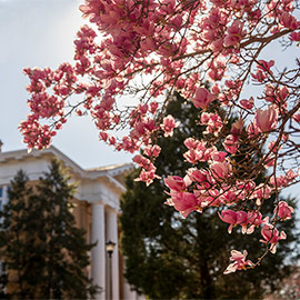 University of South Carolina campus with focus on a tree with pink flowers.