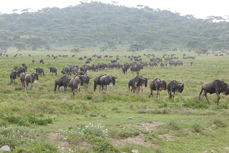 Wildebeest in the Serengeti