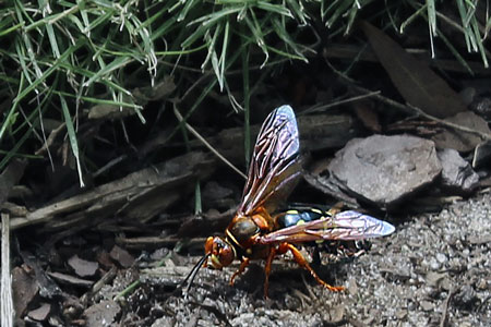 cicada killer