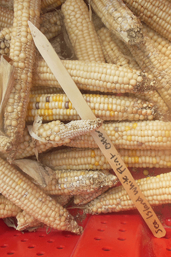 white flint corn