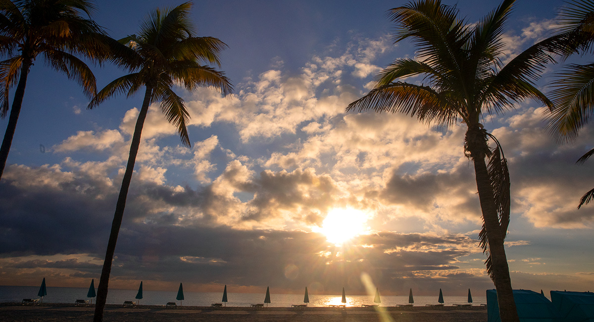 beach waves with blue skies and palm trees