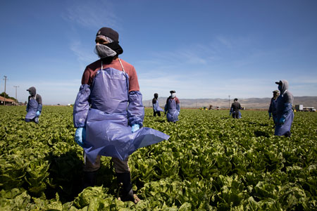 farm worker in a field wearing a mask and apron