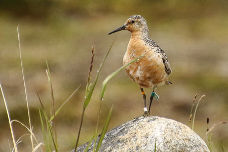 photo of reddish brown bird standing on a rock