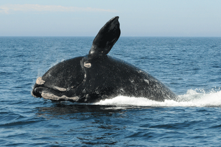 A North Atlantic right whale breaks through the surface of the water.