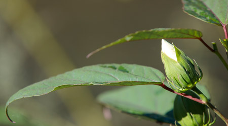 Close up of a white flower bud and leaves.