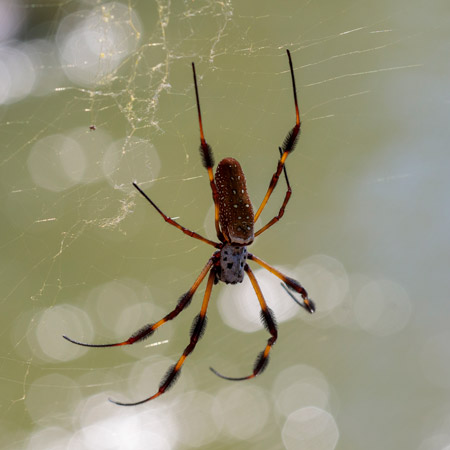 Close up of a spider hanging in a spiders web.