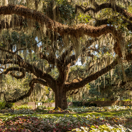 Beautiful live oak tree with Spanish moss hanging off the branches surrounded by lush plants and a brick fence.
