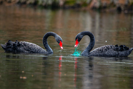 two black swans in the water; one has plastic string in its beak