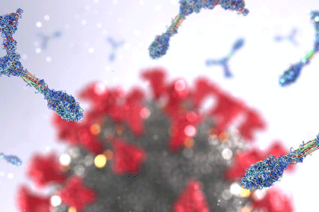 Antibody proteins attack coronavirus cell