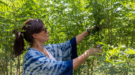 Caroline Harper clips indigo leaves