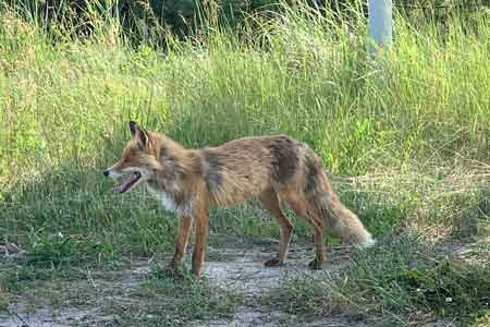 red fox in a field of tall grass