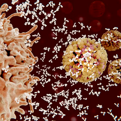 Antibody cells attacking a virus cell