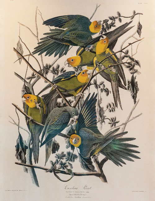 A photograph of Audubon’s “Carolina Parrot.”