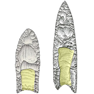 Early Paleo-American Clovis points (left) and Middle Paleo-American redstone points (right) have a distinct fluted shape, highlighted in yellow, likely designed to facilitate hafting onto a spear or knife handle for use in hunting and butchery. Darby Erd