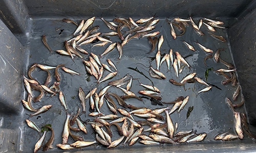 Dozens of juvenile blue catfish, less than 5 inches in length, are stored in a research bin