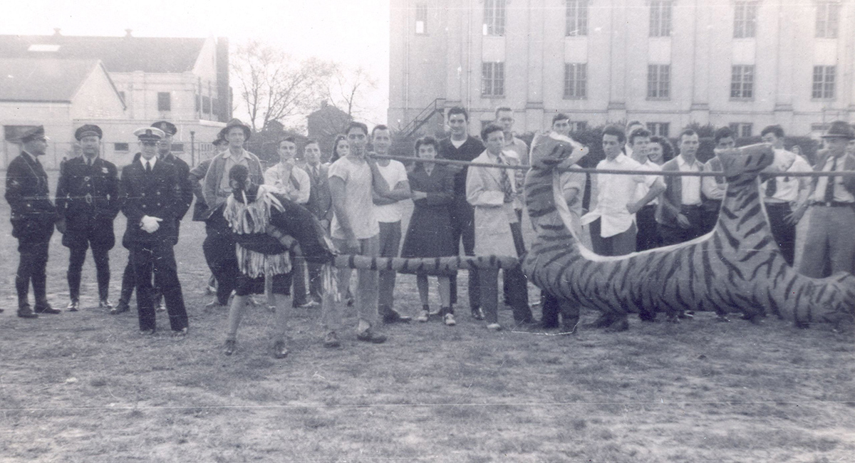 Black and white photo shows a student in a rooster costume pulling on the tail of a tiger effigy.