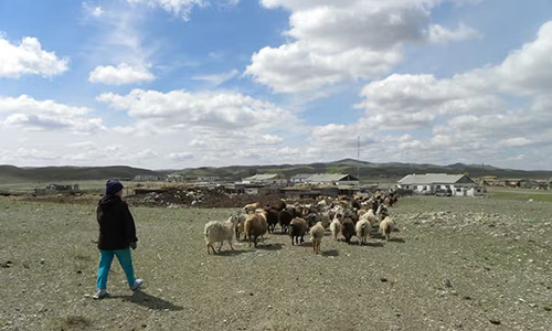 A person, back to camera, wearing black coat and blue pants follows behind a herd of sheet on rugged but flat terrain. 