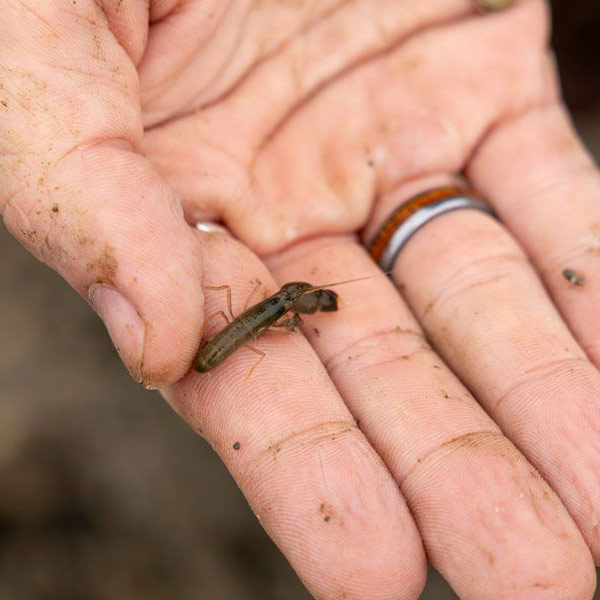 Tiny shrimp held in a person's hand