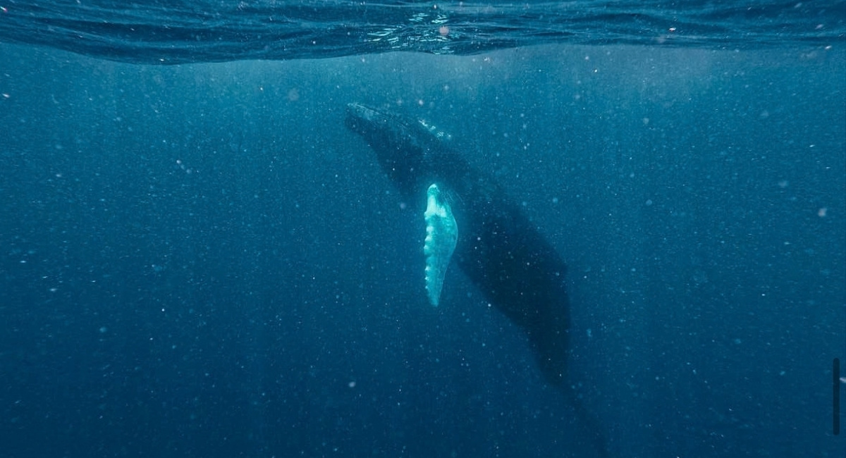 A humpback whale swims through deep blue waters.