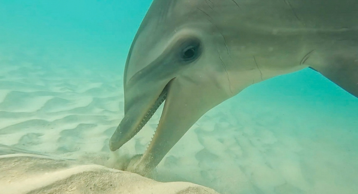 Underwater, a dolphin noses the ocean floor.