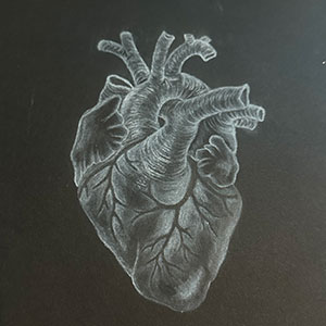 drawing of a human heart