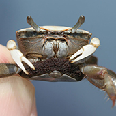 Female fiddler crab